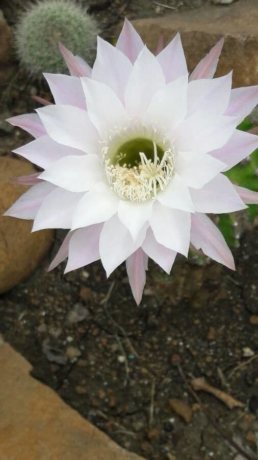 Echinopsis 6