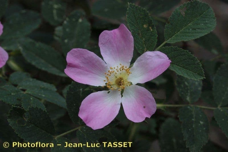Weiche Rose 6