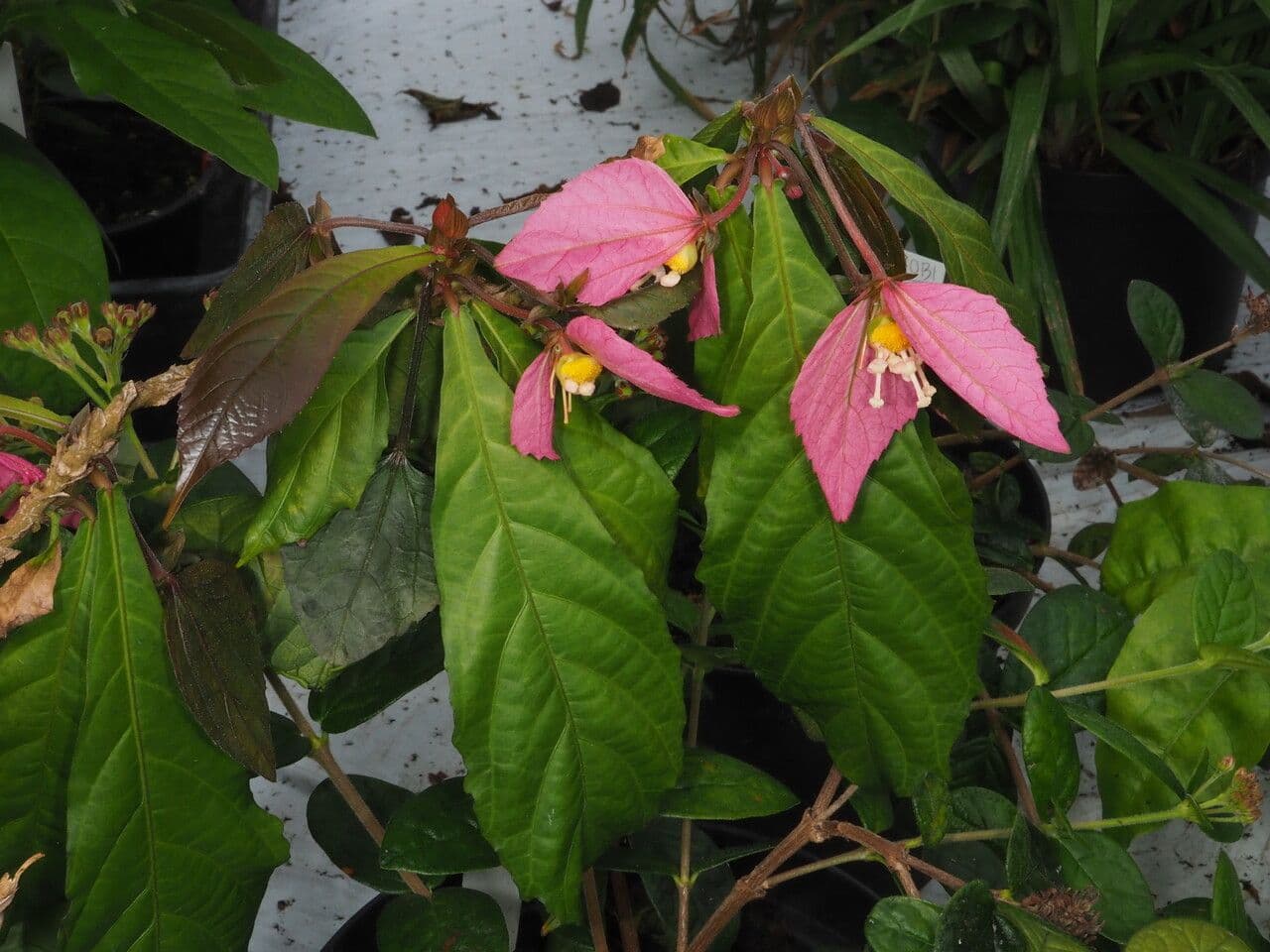 Dalechampia 8