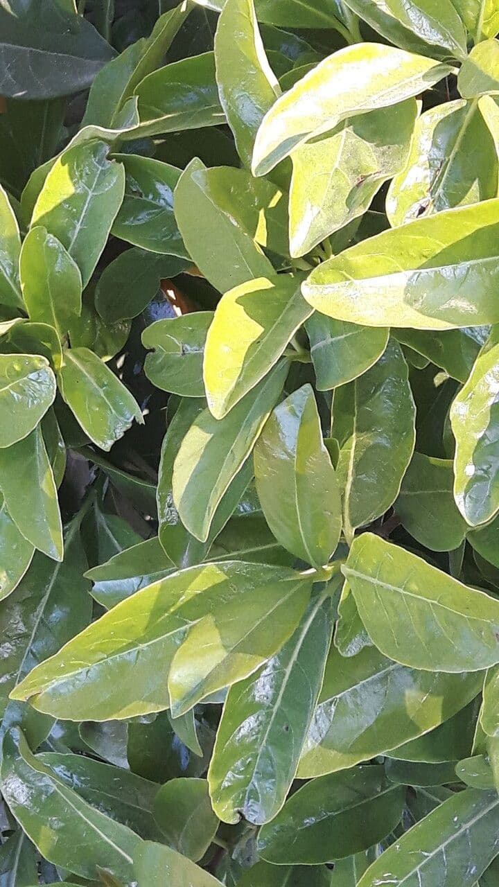 Fagraea ceilanica subsp. ceilanica 3