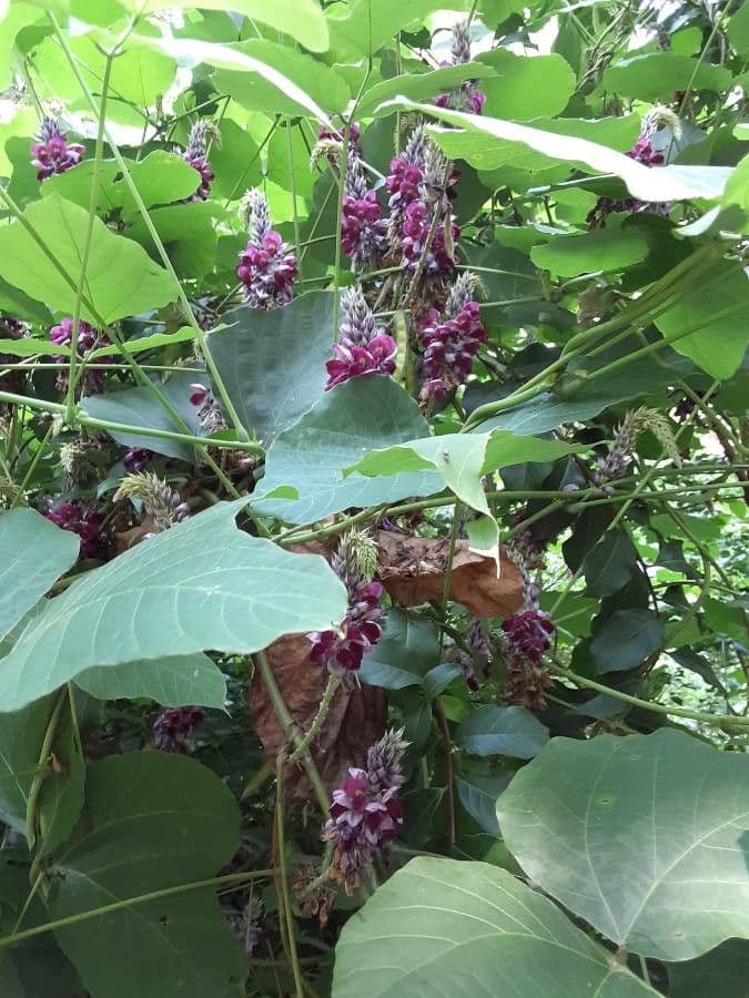 Kudzu 24