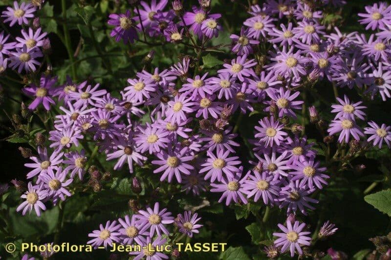 Pericallis 9