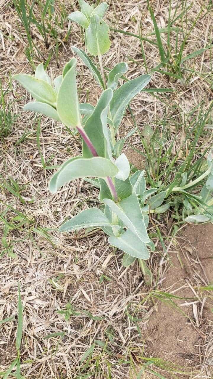 Penstemon grande 11