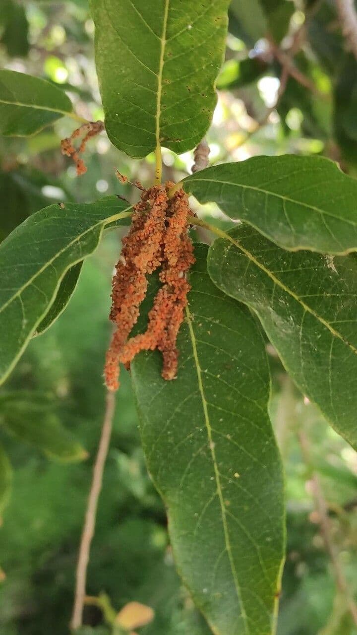 Quercia bianca polymorpha 3