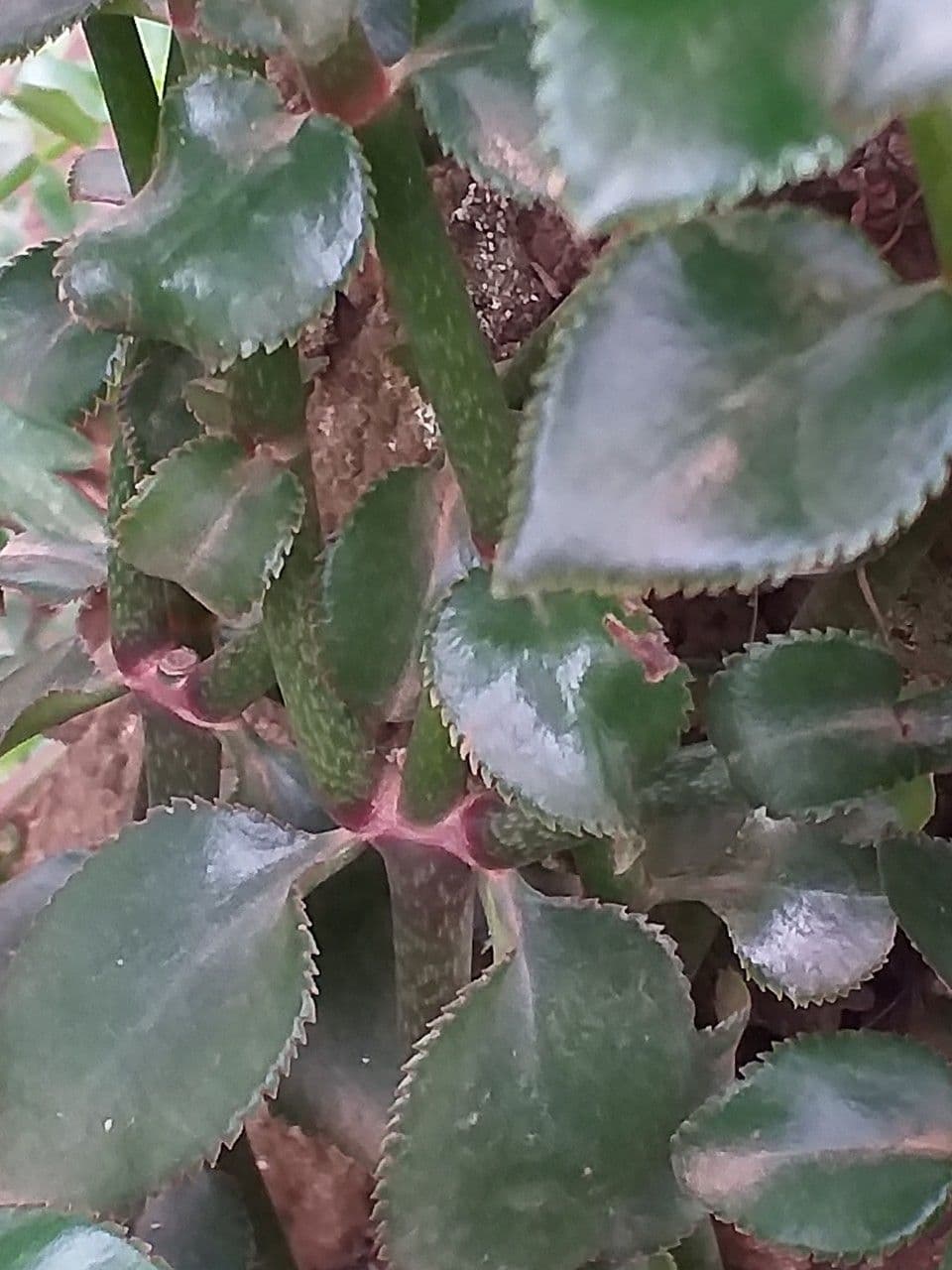 Kalanchoe densiflora 16
