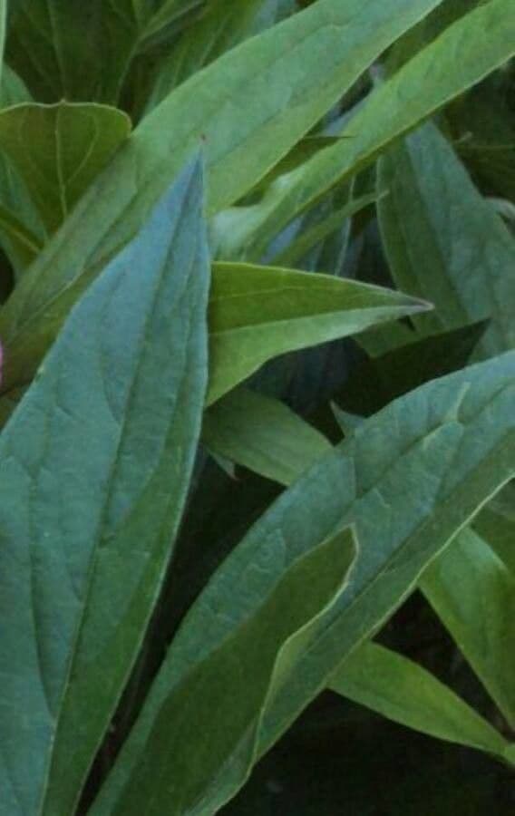 Echte Pfingstrose 16