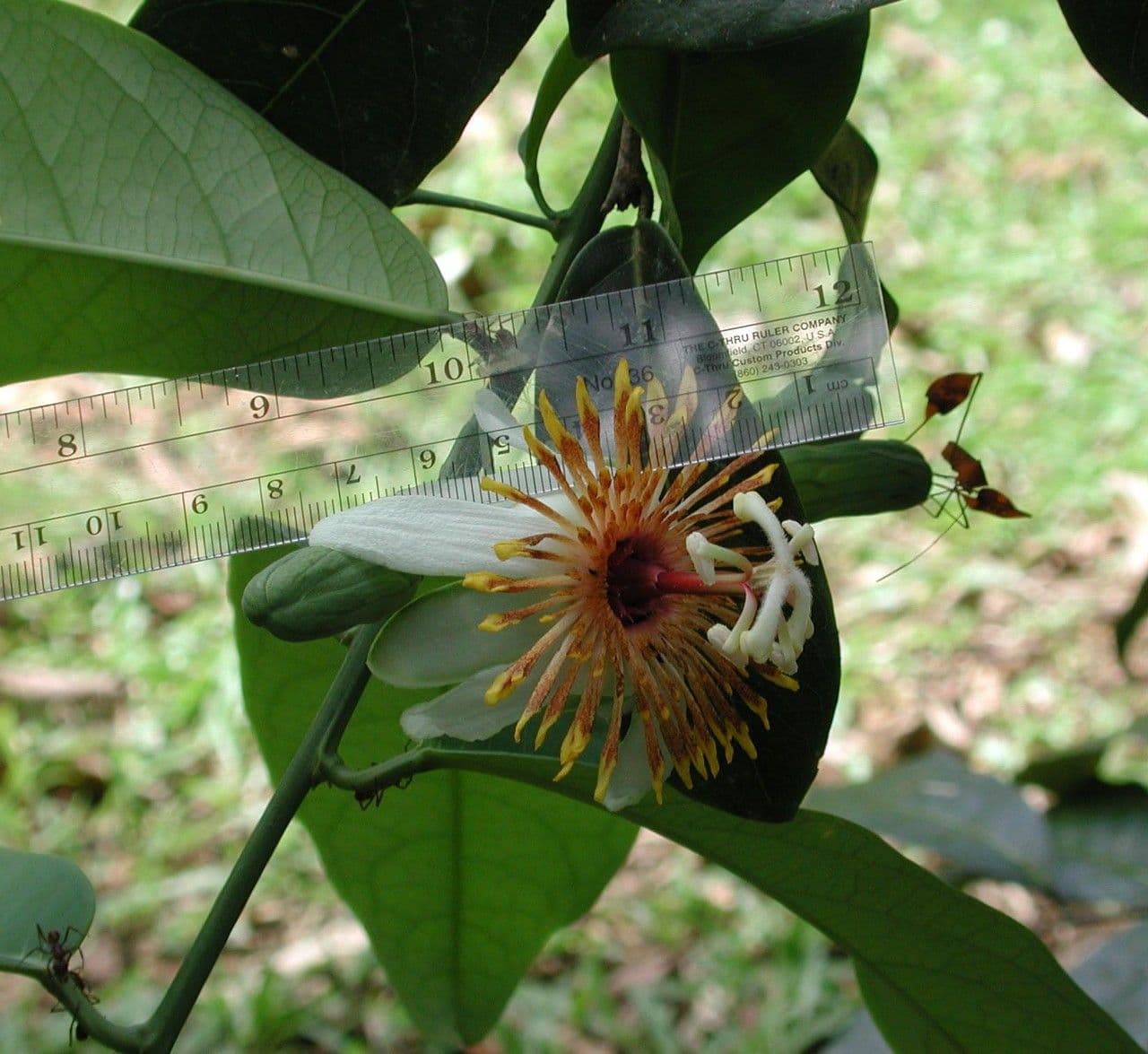 Passiflora 2