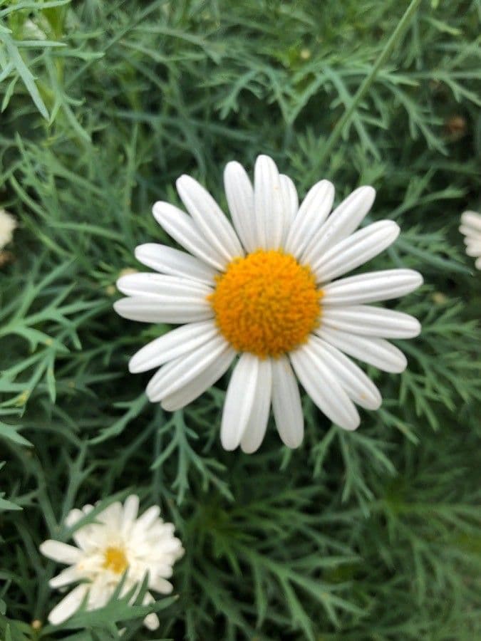 Argyranthemum 7