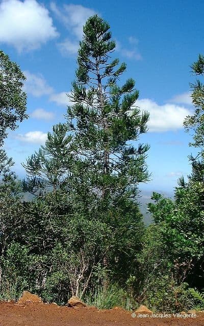 Blahočet 3