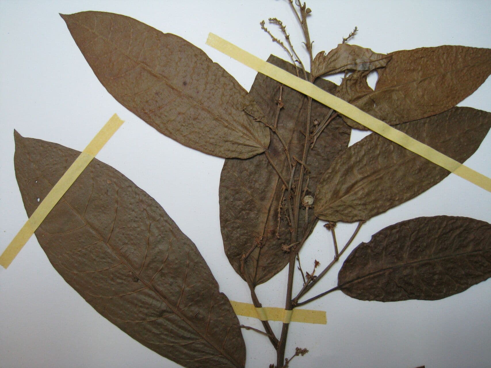 Croton 24
