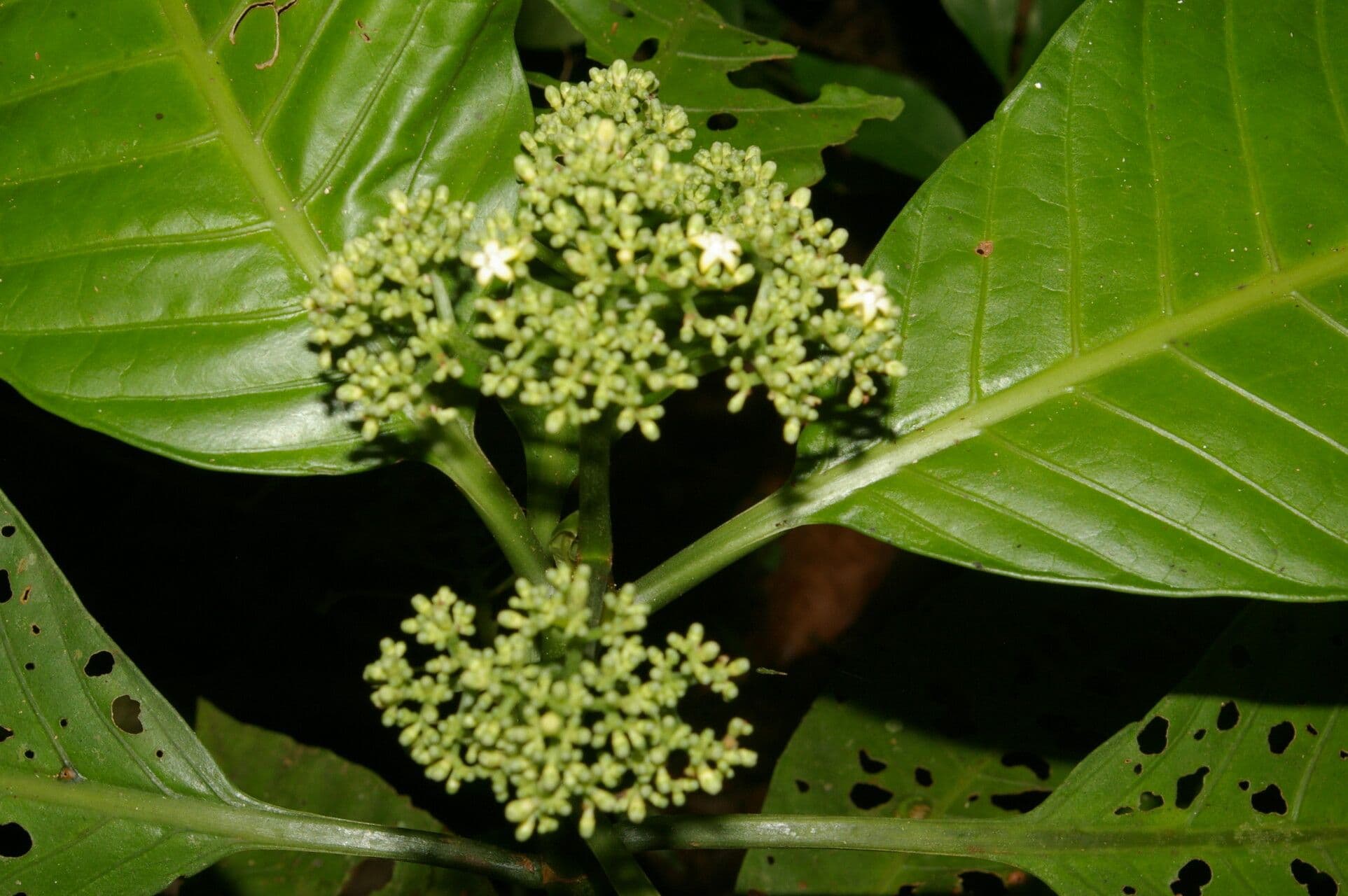 Psychotria 8