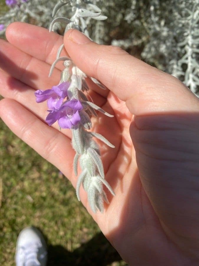 Eremophila 2