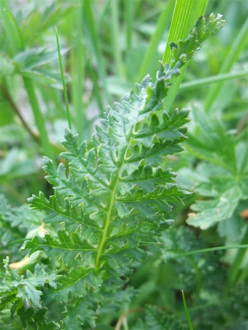 Pedicularis ascendens 10