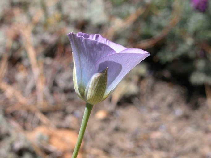 Mariposa semplice 2