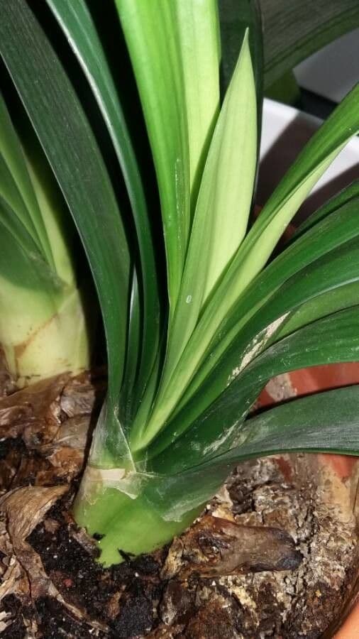 Clivia 24