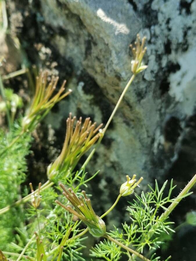 Scandice stellata