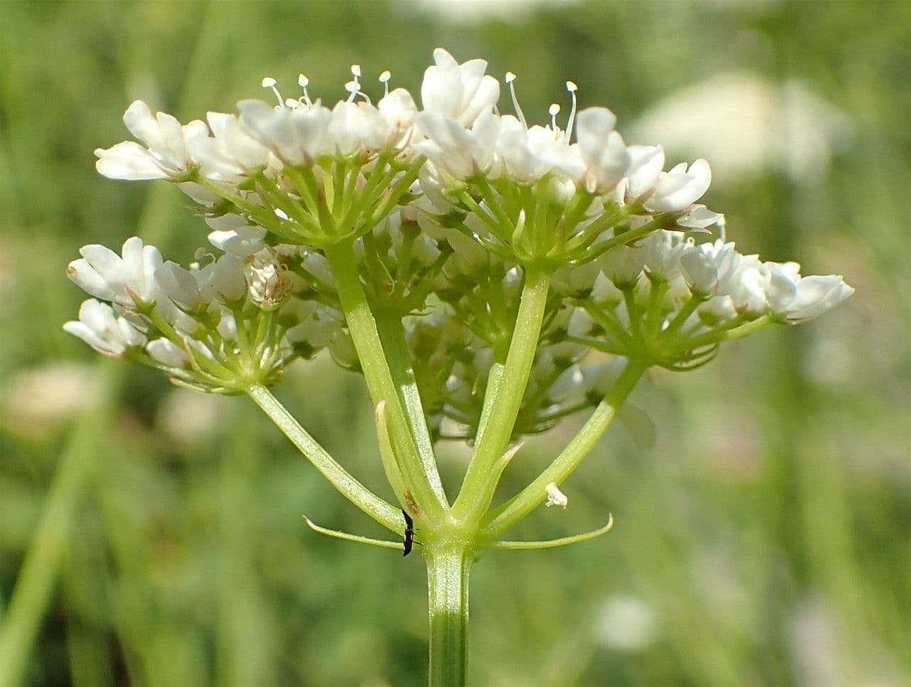 Oenanthe pimpinelloides 4