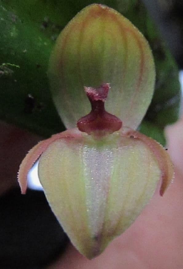 Tonduz' Pleurothallis