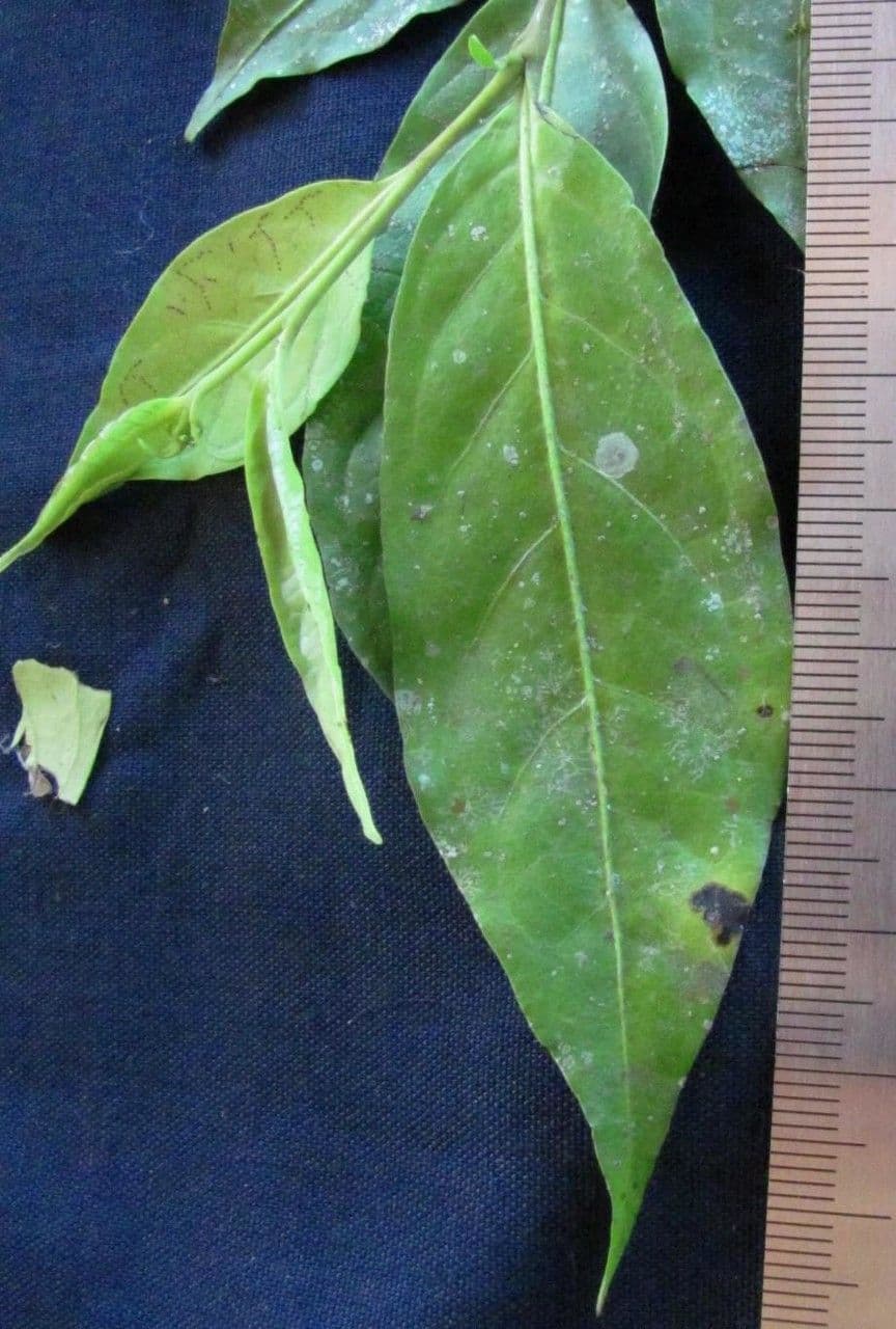 Solanum sufficiente 5