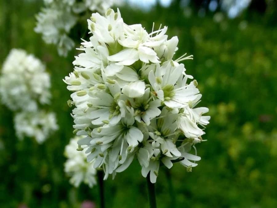 Silene 2