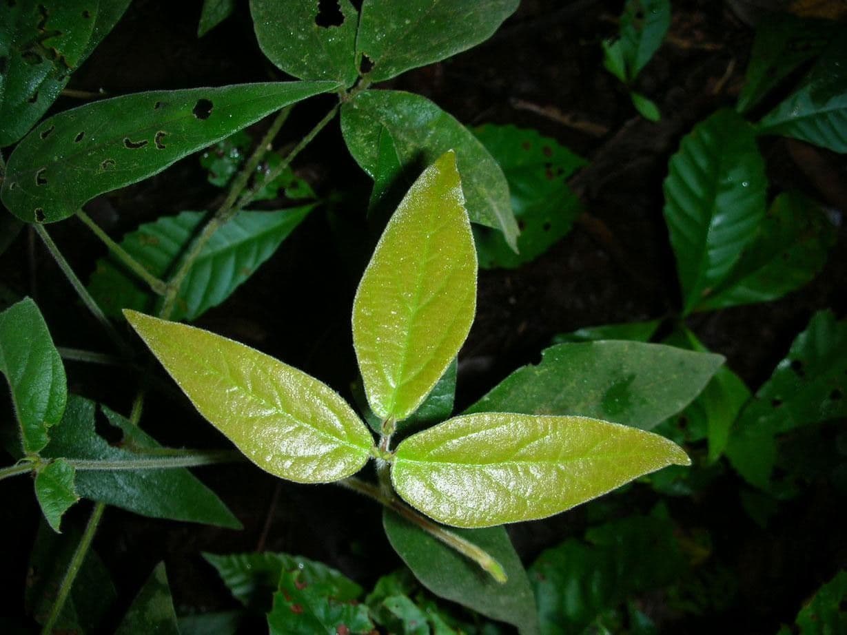 Desmodium 14