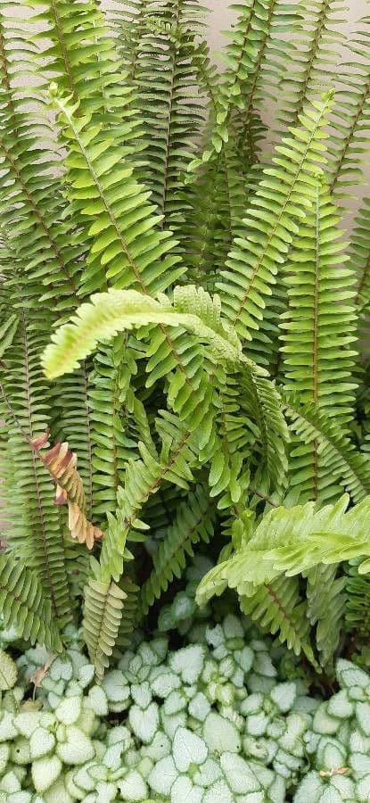 Nephrolepis cordifolia 14
