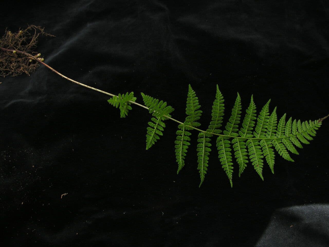 Athyrium