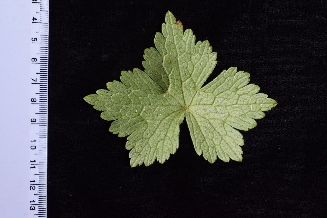 Storchschnabel 14