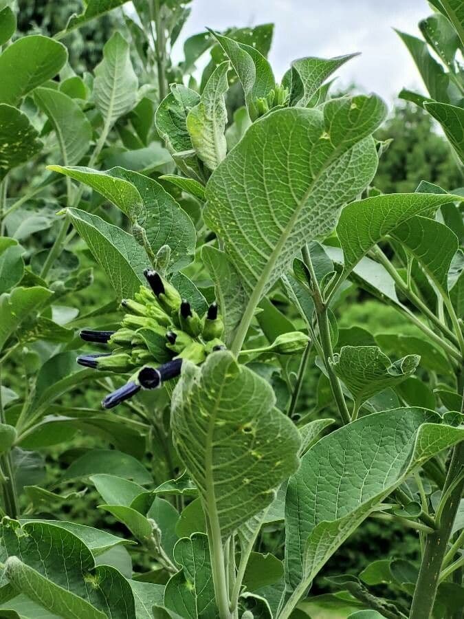 Iochroma 7
