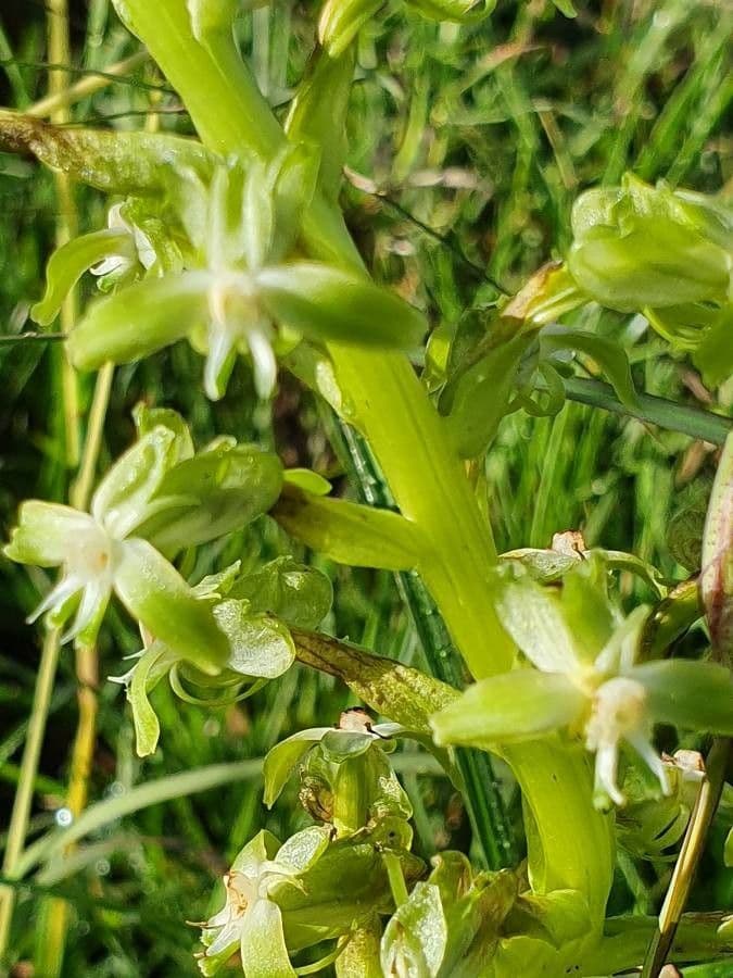 Habenaria 5