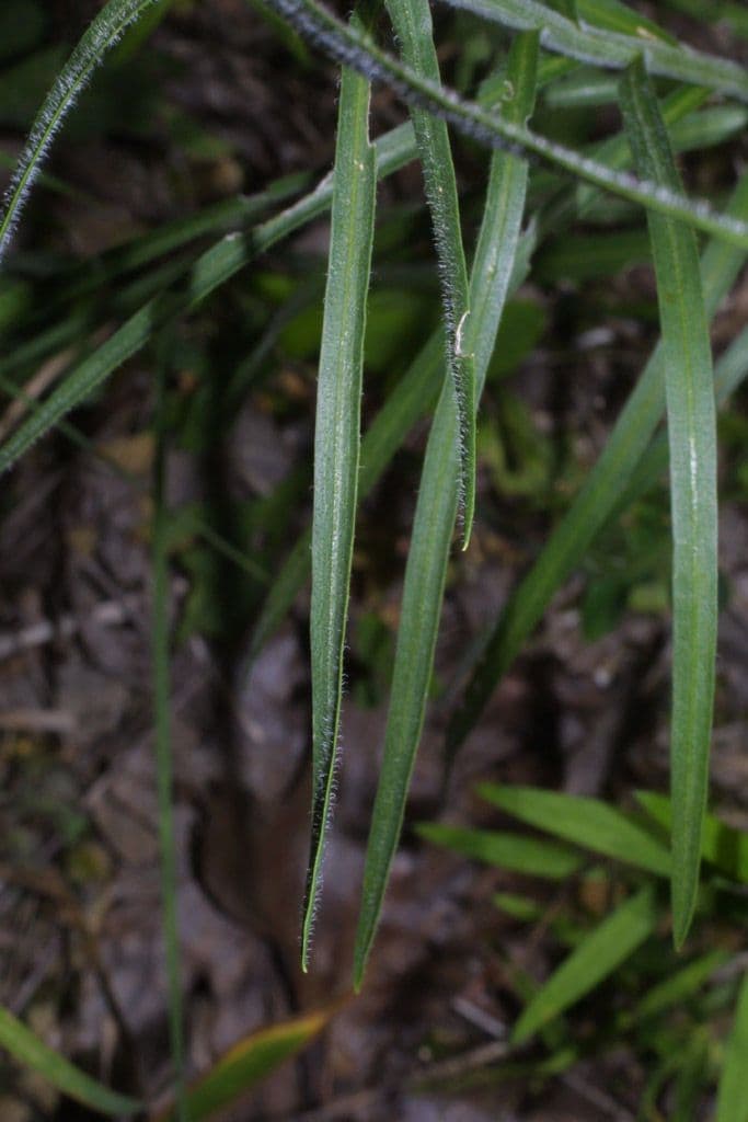 Liatris 13