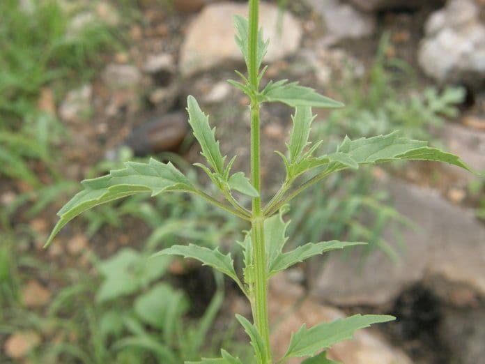 Salvia 6