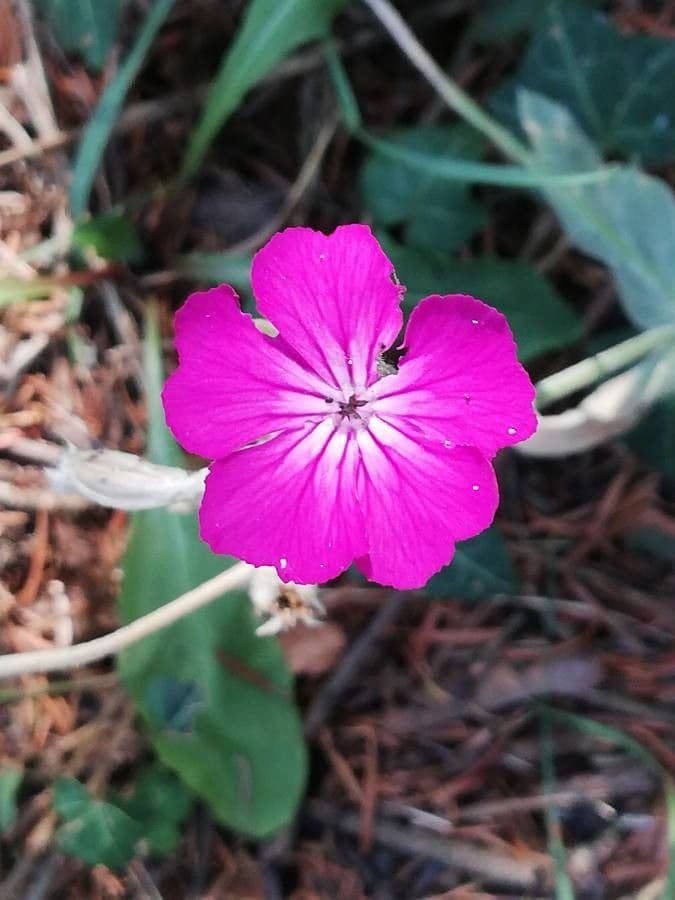 Silene 5