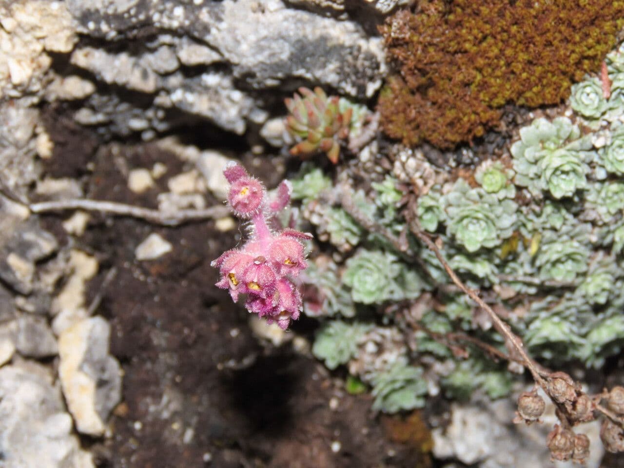 Sassifraga alpina 6