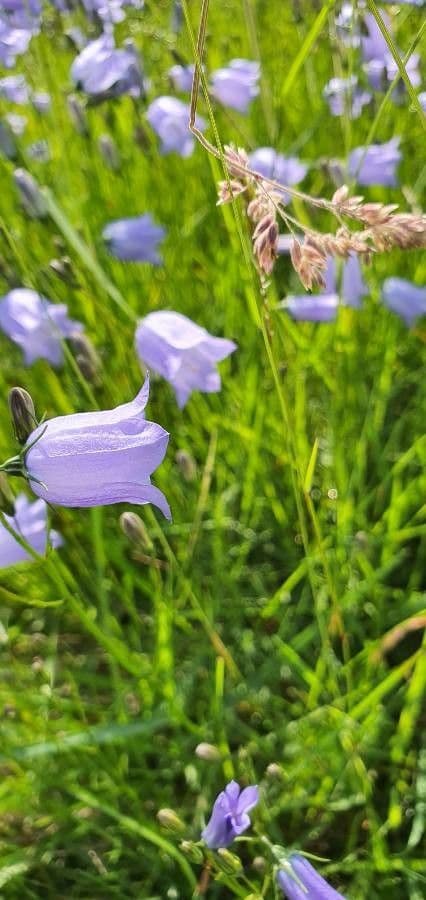 Rundblättrige Glockenblume 10