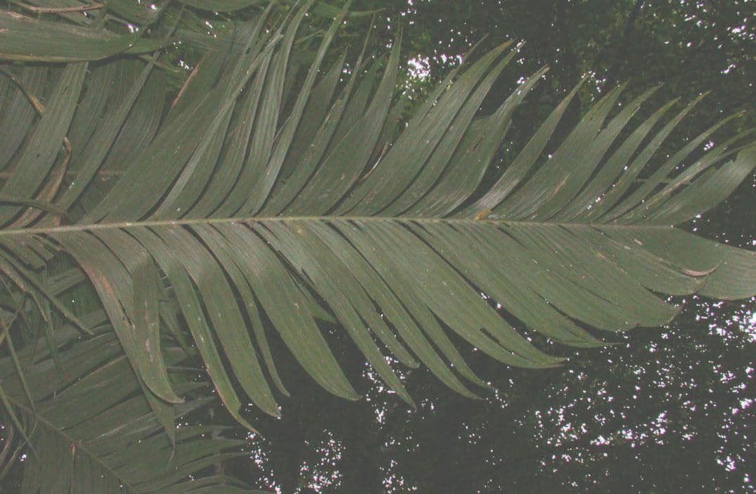 Geonoma interrupta 15