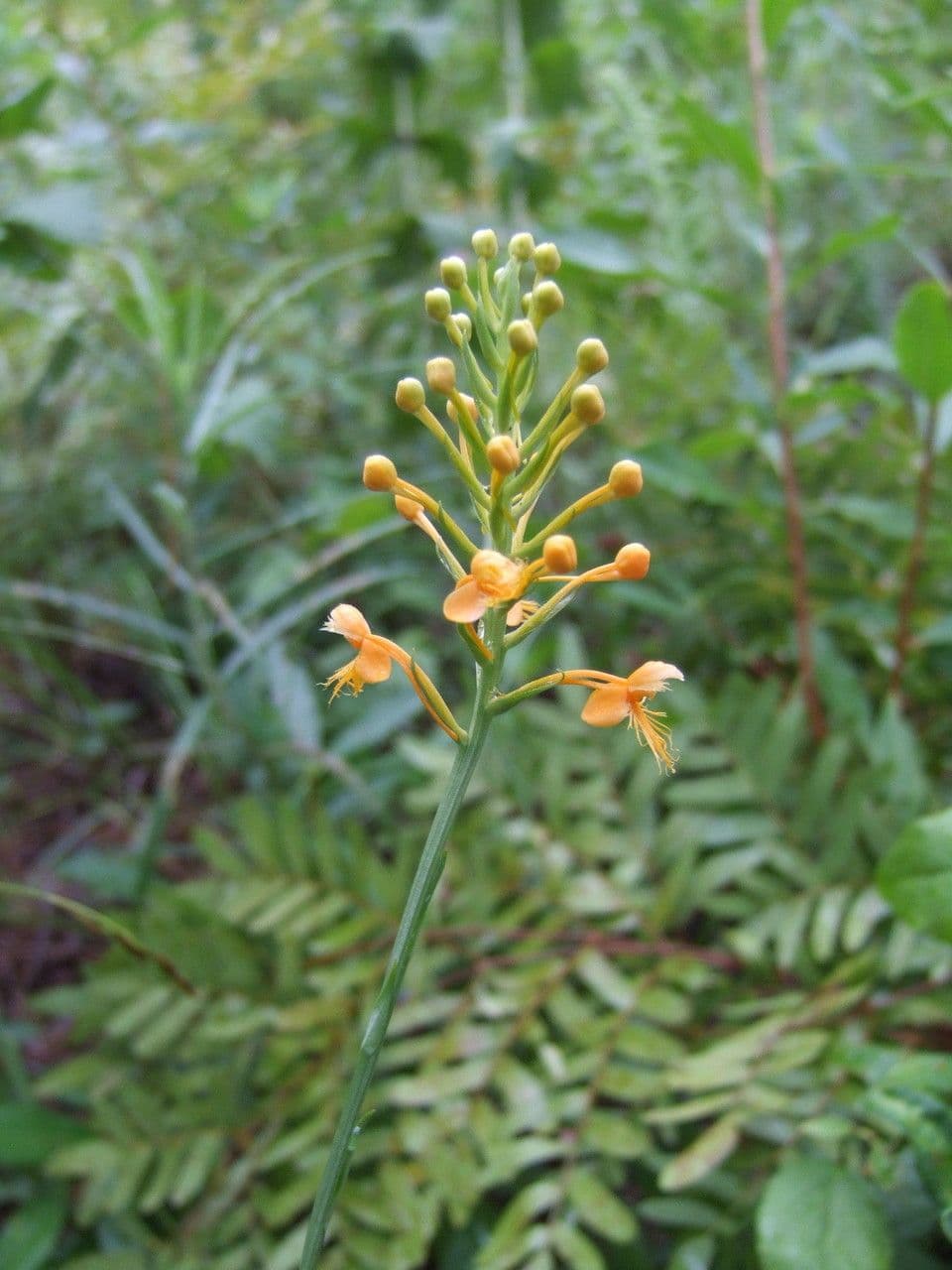 Platanthera 2