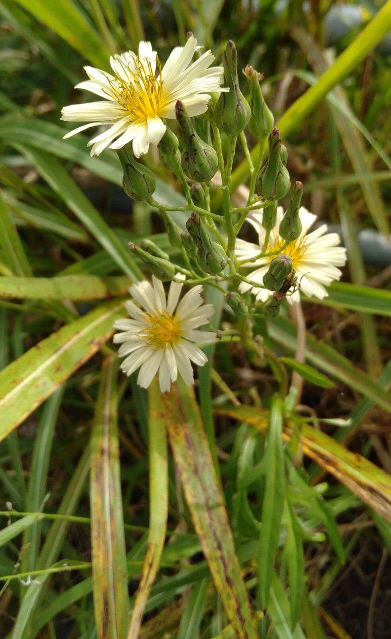 Lactuca indica 4