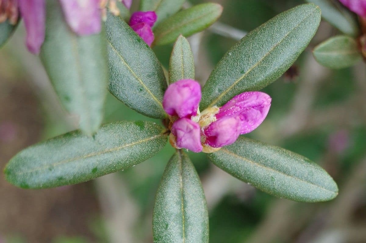 Rododendro 20