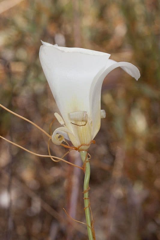 Calochortus 5