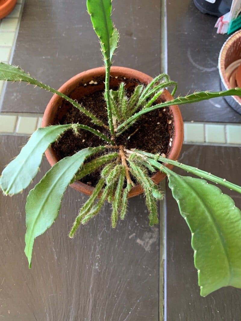 Disocactus 5
