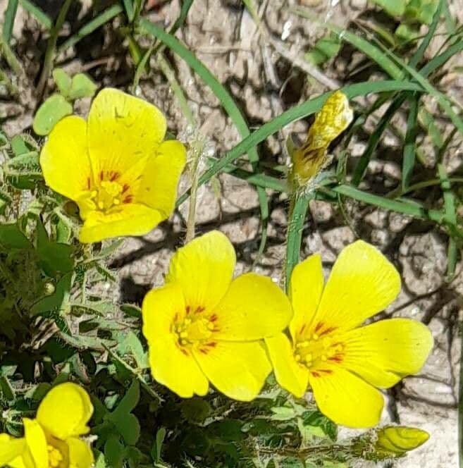 Oxalis conorrhiza 2