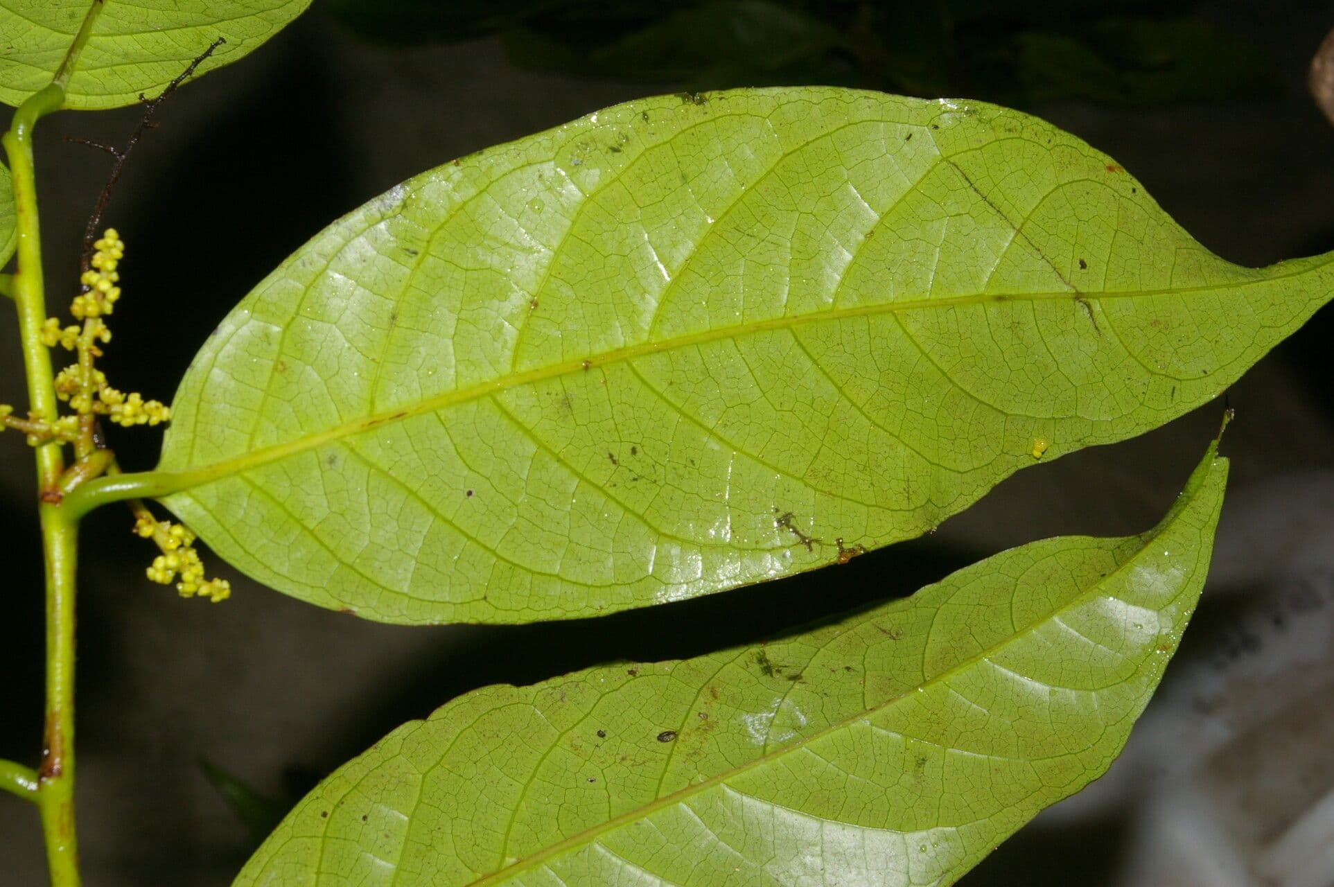 Perrottetia 6