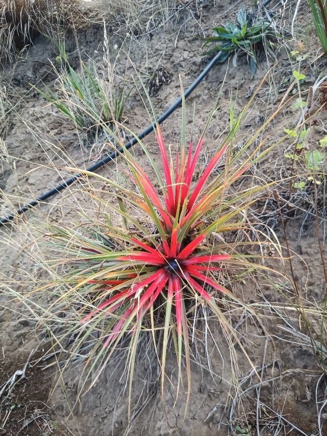 Bromelia 7