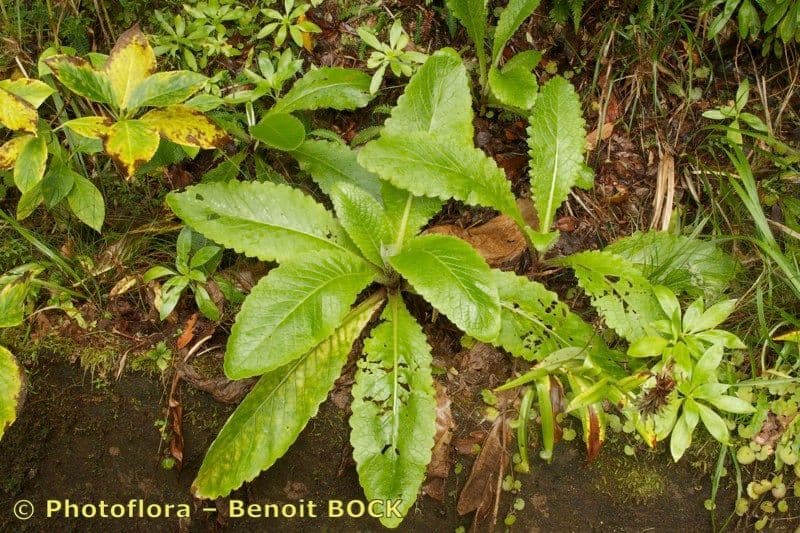 Breitblättrige Distel 5