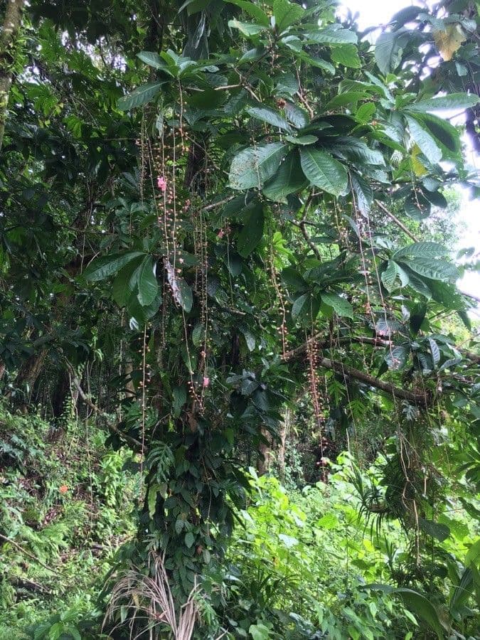 Barringtonia 9
