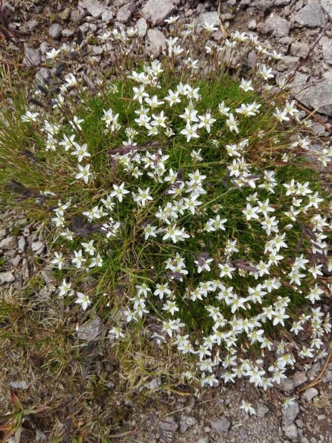 Minuartia recurva 4