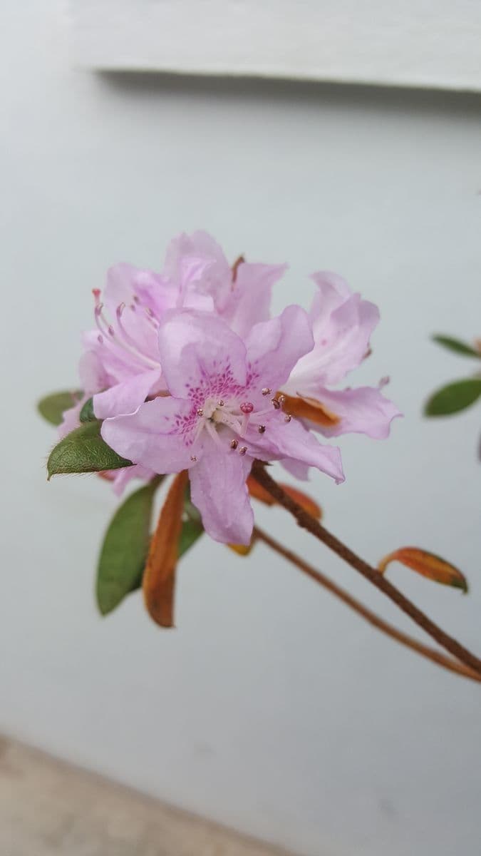 Rhododendron 3