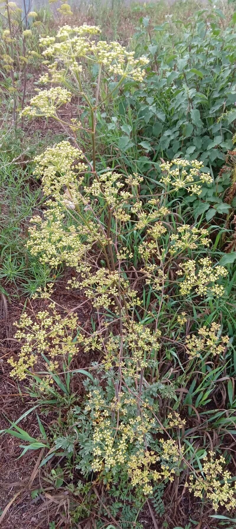Prasina 8