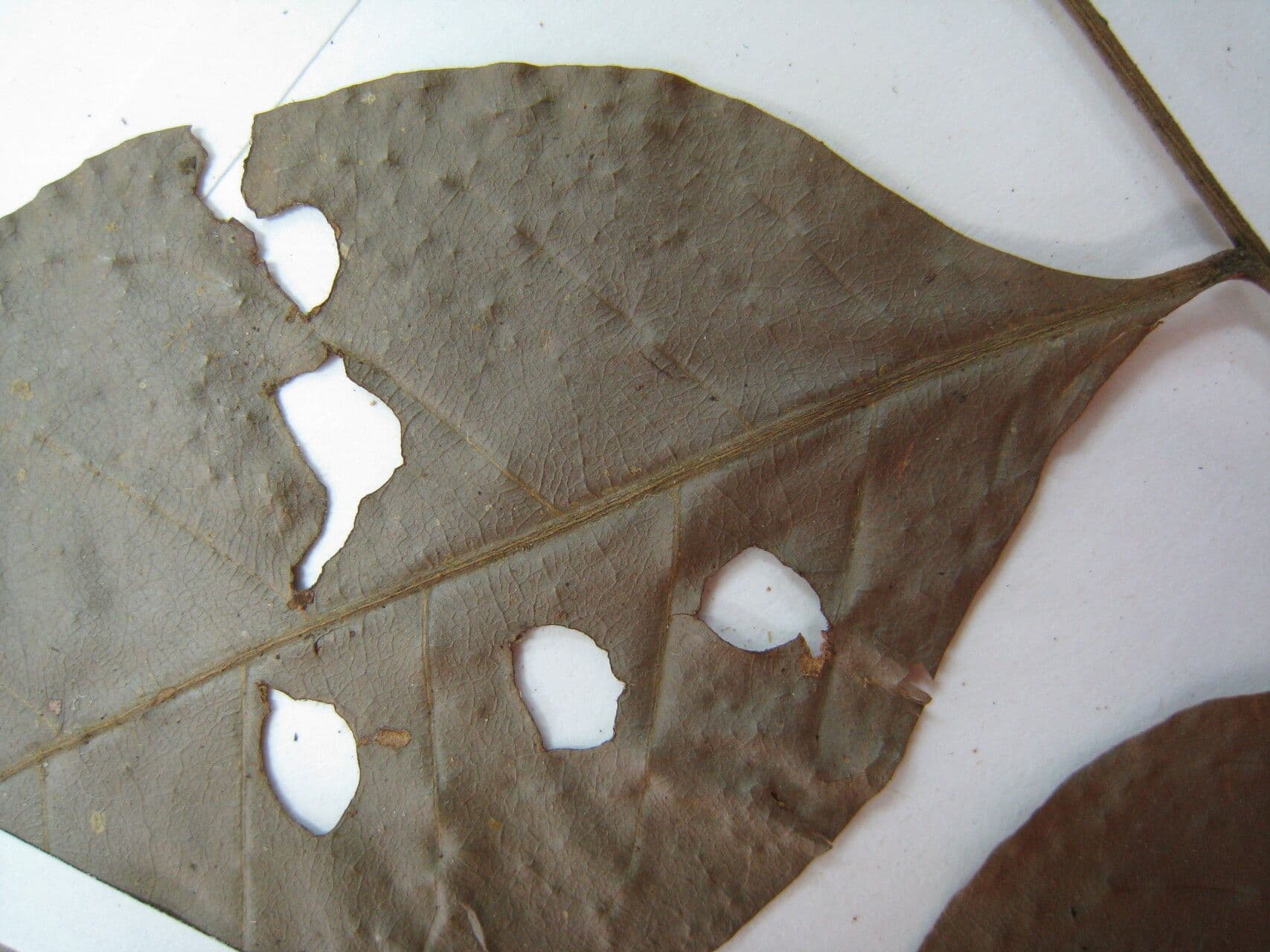 Kleinblütige Trichilie